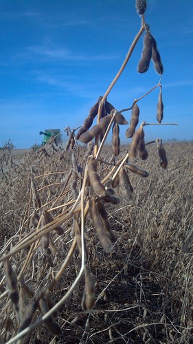 emma_rockrapidssoybeanharvest