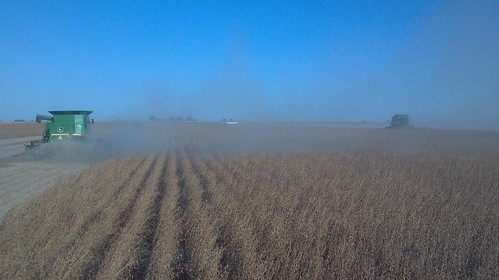 emma_soybeanrockrapids