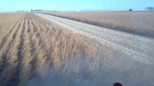 emma_soybeanrockrapids