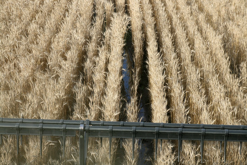 Evidence of the past weeks rain show in our field