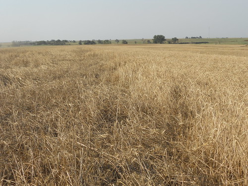 Down wheat in the field