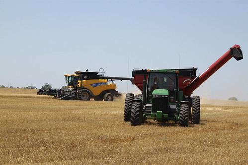 Dad in the grain cart