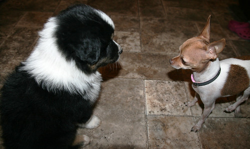 A visit from Gus the new Campbell cattle dog