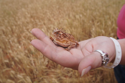 A little Horny Toad!