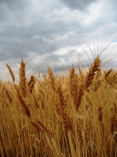 Wheat on a rainy day