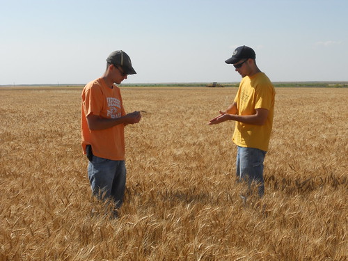 Checking out the wheat