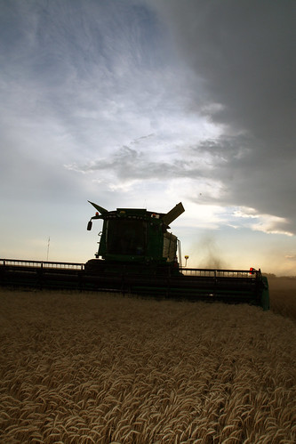 Clouds loom above us as we harvest our last field in Olney