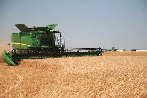 A view of the action in our field