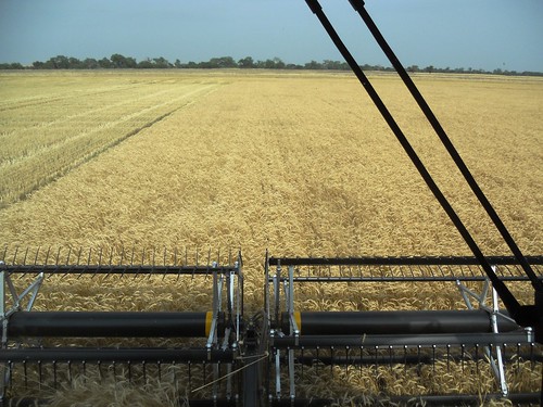 From inside the combine cab