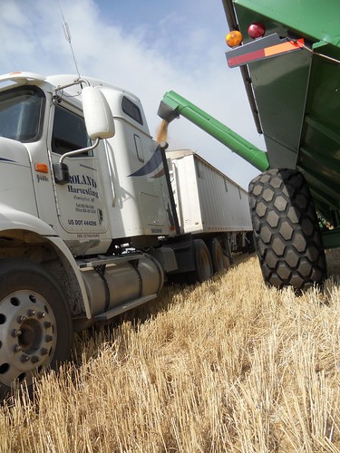 Unloading the grain cart