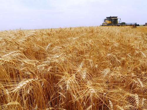 Cutting wheat near Carmen