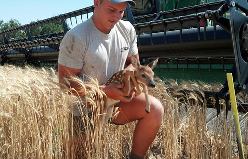 Saving a baby deer from getting caught in the header