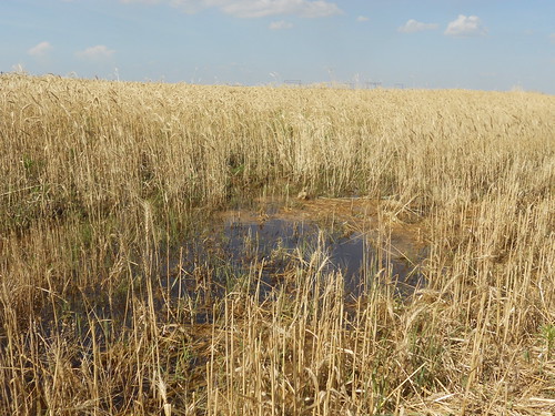 Standing water in field