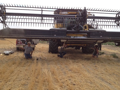 Z Crew under the header