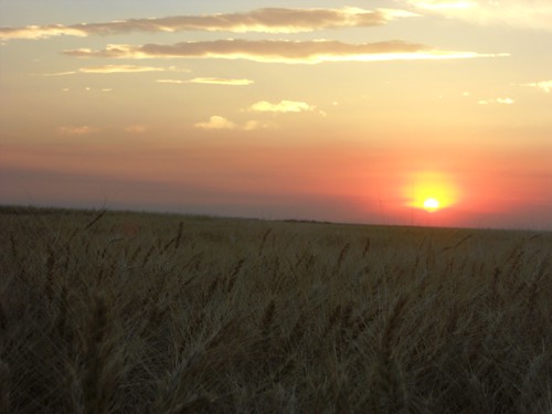 Wheat sunset