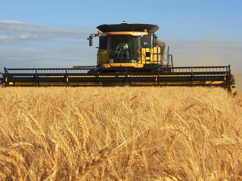 Full header of wheat