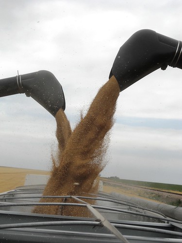 Combines unloading on the truck