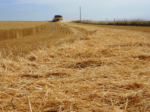Windrows in the field