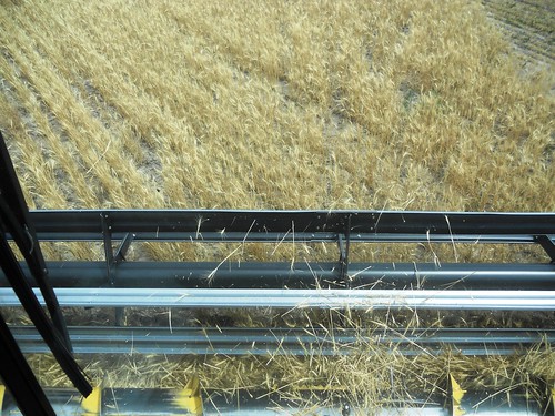View from the '98 of thinner wheat