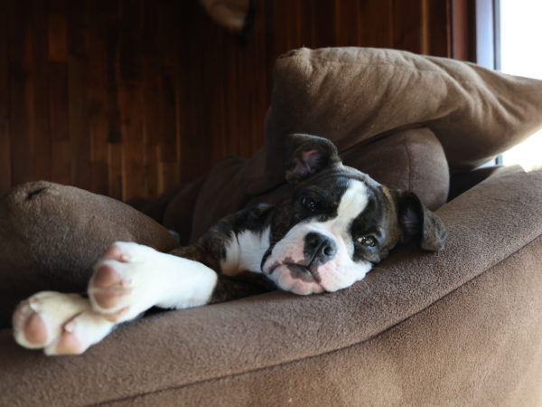 Our newest little harvester, Penny.