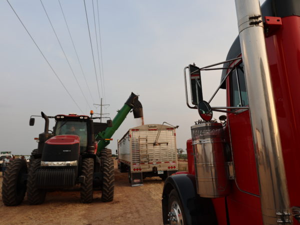 Unloading onto a truck on the first day of combining wheat by Burkburnett, Texas.