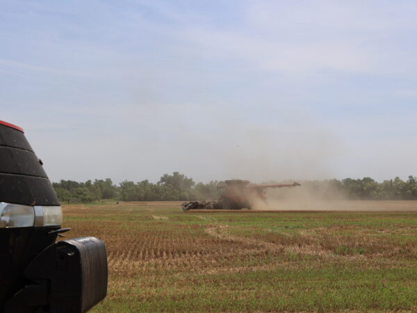 There's a tiny dot where you can see a cow running around in the field in front of the combine. 