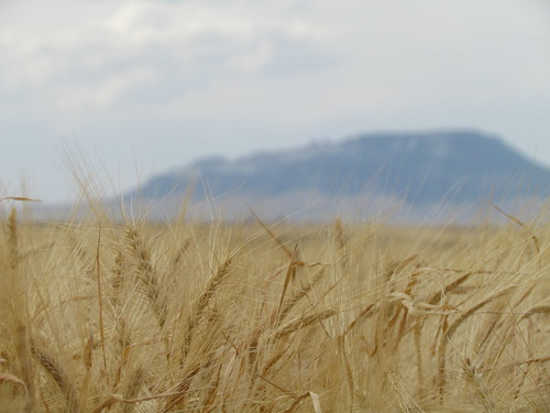 Z Crew - square butte