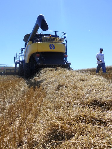 James checks out wind rows