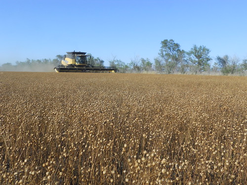 Combing in flax