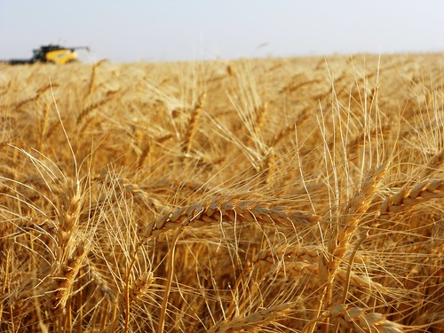 Finishing the last of the wheat