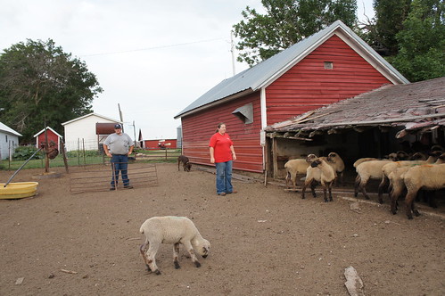 Dan and I start to gather the sheep