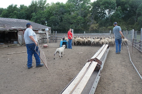 Dan, Dave and I round up the sheep