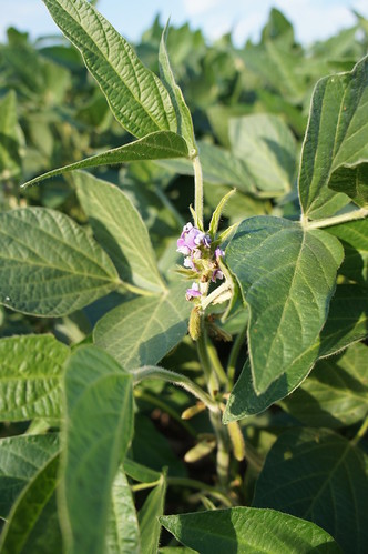 Soybeans still in bloom