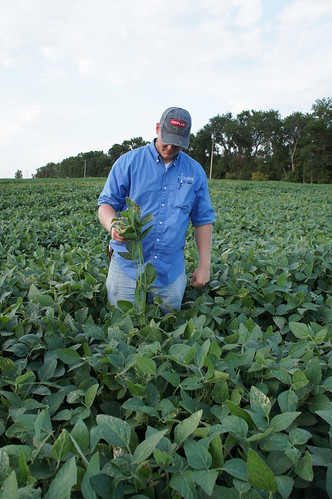 Difference in the height of the Soybeans