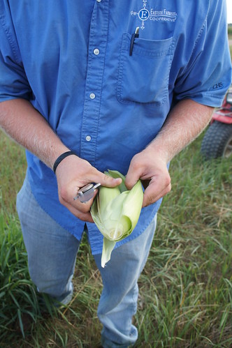 Andy checking the ears