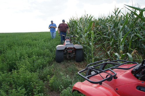 Dan and Andy walk the edge of the corn