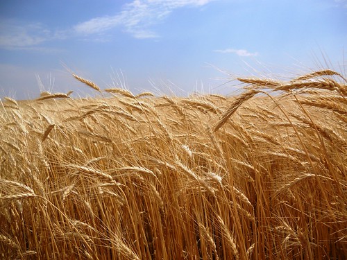 Wheat field