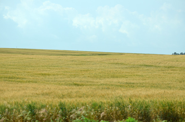 Wheat in Weatherford