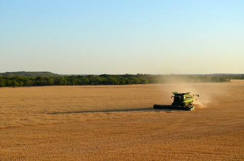 A view of the field we are cutting