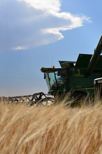 Combine number two dumps on the grain cart