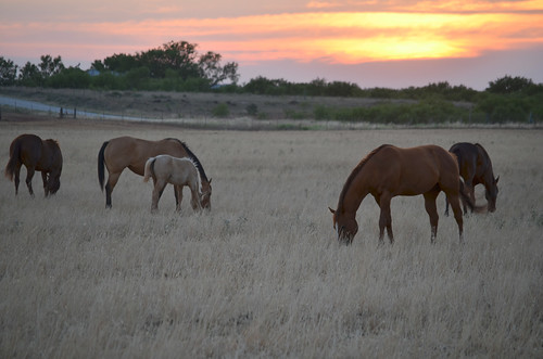 Instead of running away our snoopy neighbors came to check on us then went back to grazing