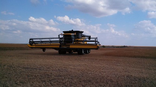 Waiting for wheat to dry out