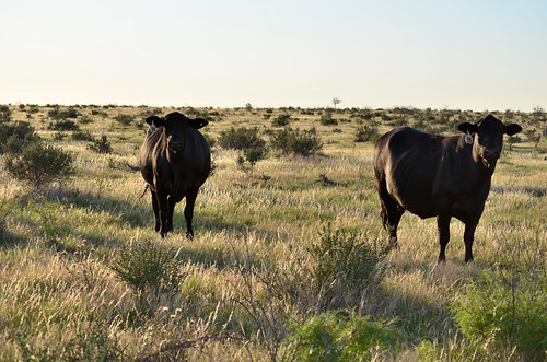 Campbell cows stare us down as we tour their pasture
