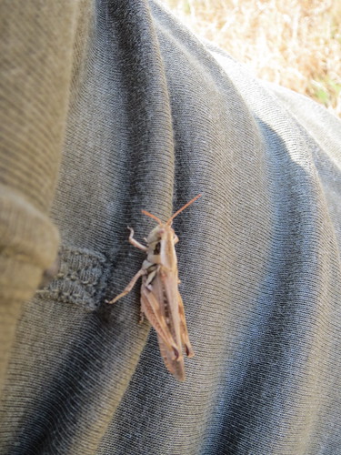 Z Crew: Too Many 'Hoppers