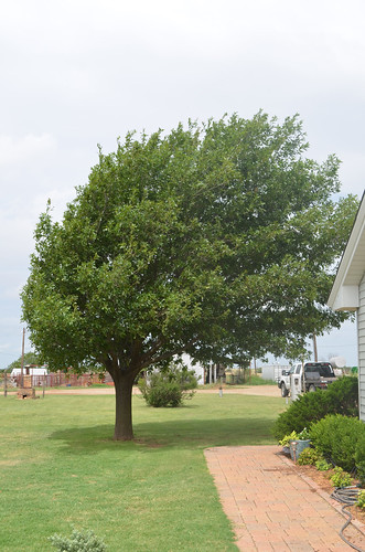 The Campbells tree that always amazes me