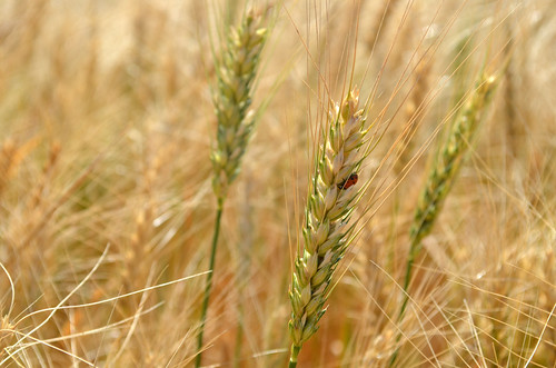 The Hazleton wheat isnt quite ready yet