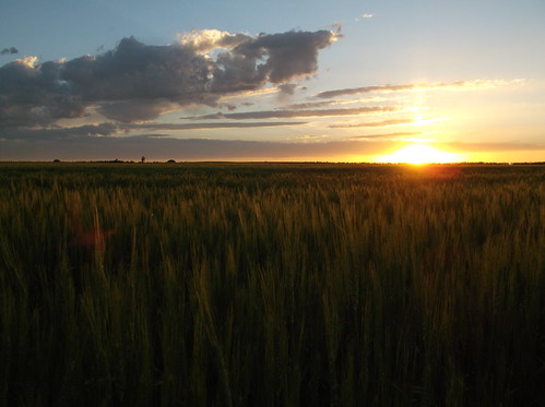 Wheat field at home - still green