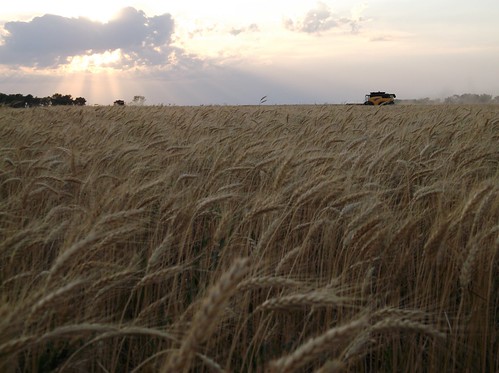 Combines at dusk