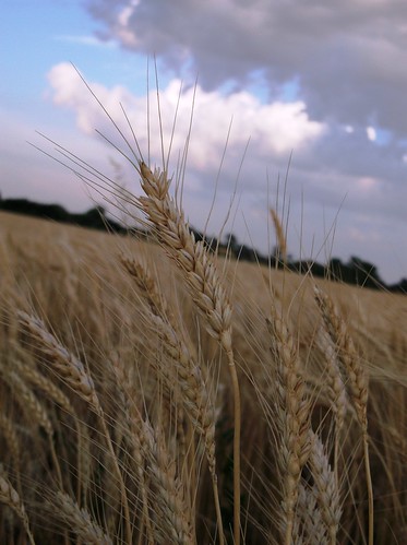 Wheat in sunset
