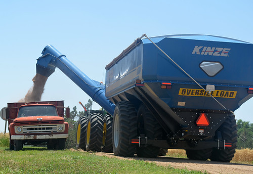 Theo dumps seed wheat on our farmers truck